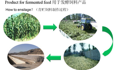 干草青草稻草秸秆发酵剂发酵喂羊喂牛喂猪的菌种哪有卖,怎样发酵青草?
